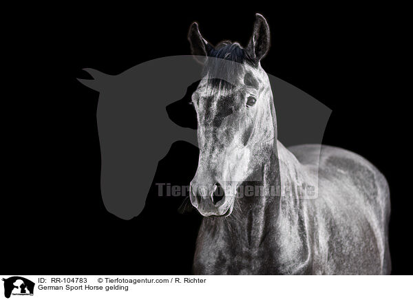 Deutscher Sportpferd Wallach / German Sport Horse gelding / RR-104783