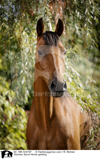 German Sport Horse gelding / RR-104797