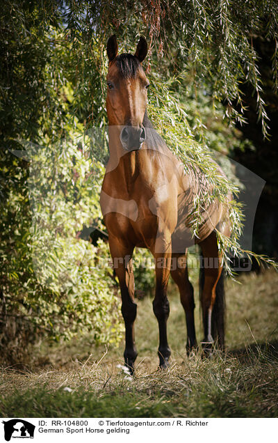 Deutscher Sportpferd Wallach / German Sport Horse gelding / RR-104800