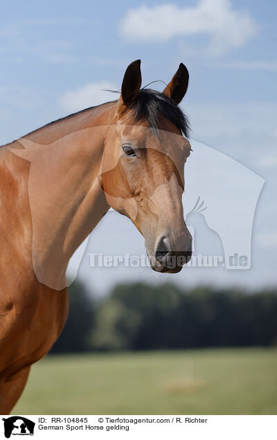 German Sport Horse gelding / RR-104845