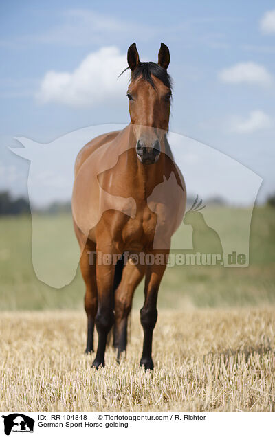 German Sport Horse gelding / RR-104848