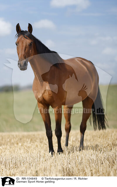 Deutscher Sportpferd Wallach / German Sport Horse gelding / RR-104849