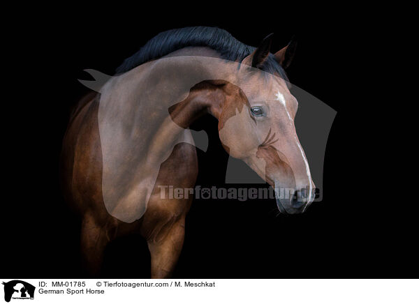 Deutsches Sportpferd / German Sport Horse / MM-01785