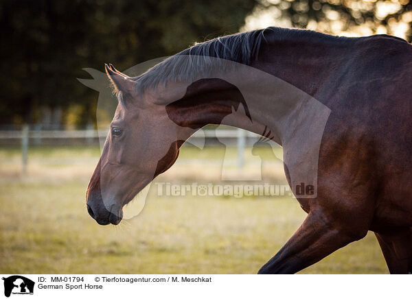 Deutsches Sportpferd / German Sport Horse / MM-01794