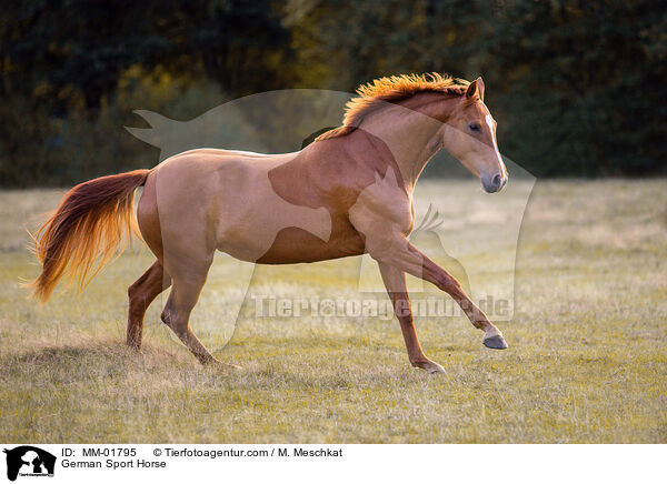 German Sport Horse / MM-01795