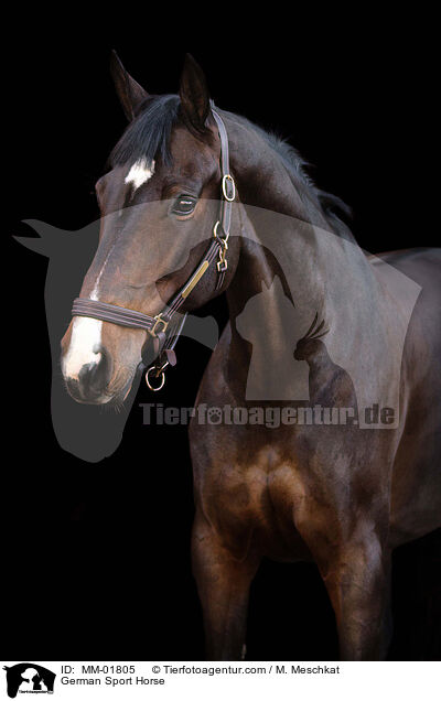 German Sport Horse / MM-01805