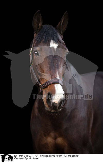 Deutsches Sportpferd / German Sport Horse / MM-01807