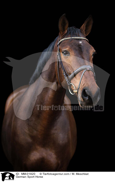 Deutsches Sportpferd / German Sport Horse / MM-01820