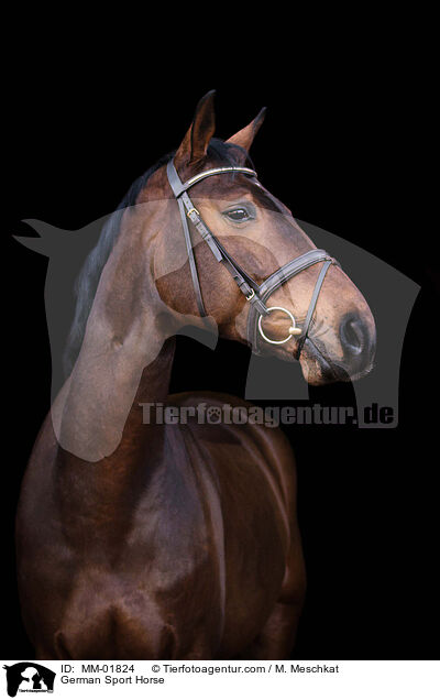 Deutsches Sportpferd / German Sport Horse / MM-01824