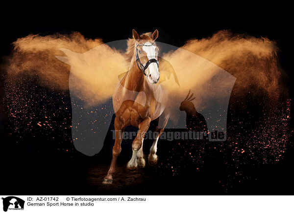 Deutsches Sportpferd im Studio / German Sport Horse in studio / AZ-01742