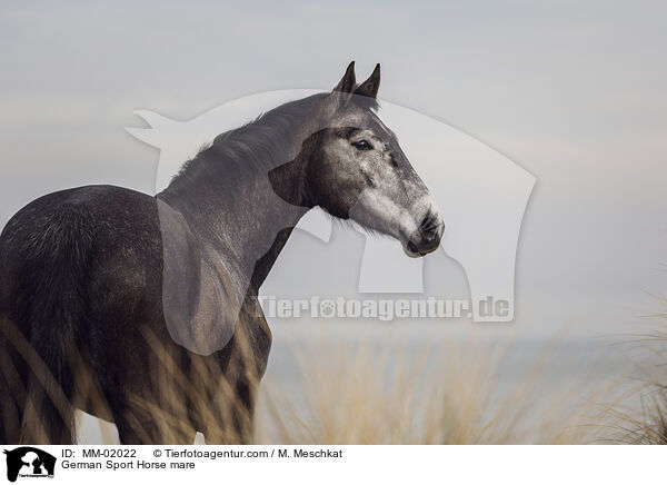 Deutsches Sportpferd Stute / German Sport Horse mare / MM-02022