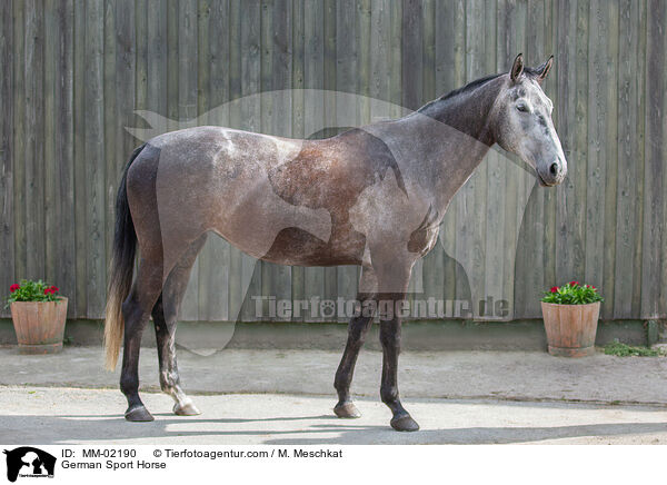 Deutsches Sportpferd / German Sport Horse / MM-02190
