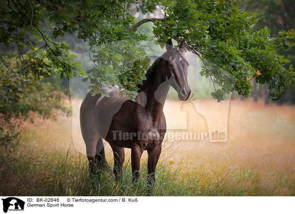 Deutsches Sportpferd / German Sport Horse / BK-02646