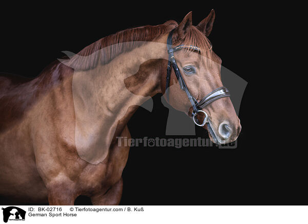 Deutsches Sportpferd / German Sport Horse / BK-02716