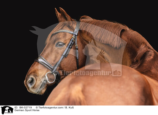 Deutsches Sportpferd / German Sport Horse / BK-02719