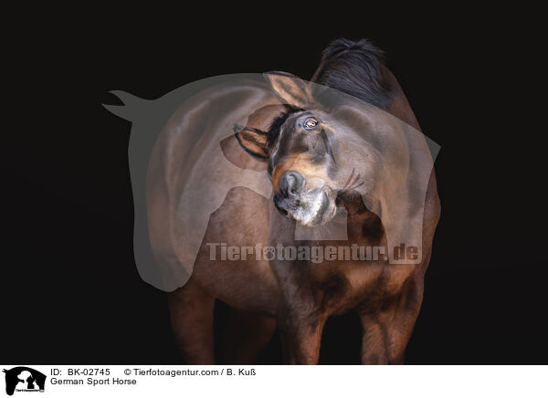 Deutsches Sportpferd / German Sport Horse / BK-02745