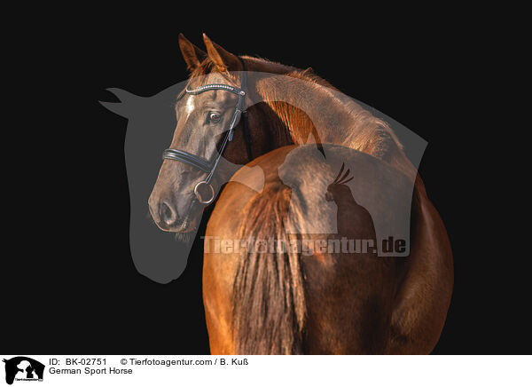 Deutsches Sportpferd / German Sport Horse / BK-02751