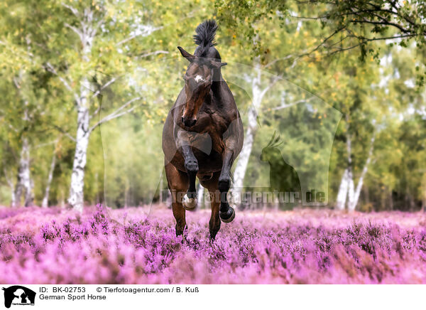 German Sport Horse / BK-02753