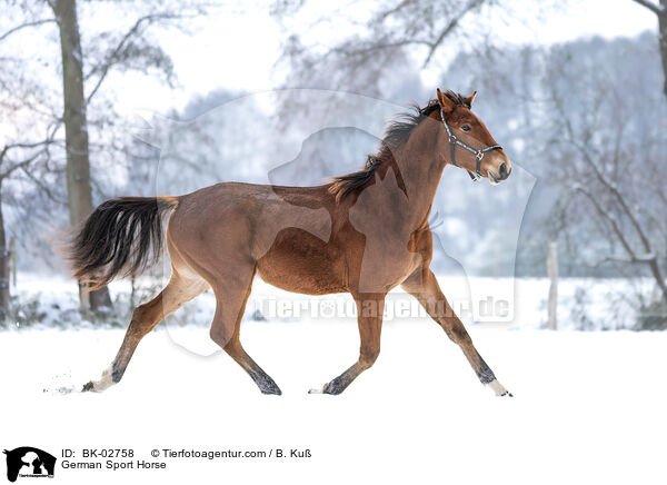 Deutsches Sportpferd / German Sport Horse / BK-02758