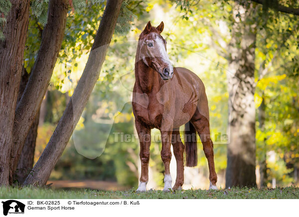 German Sport Horse / BK-02825