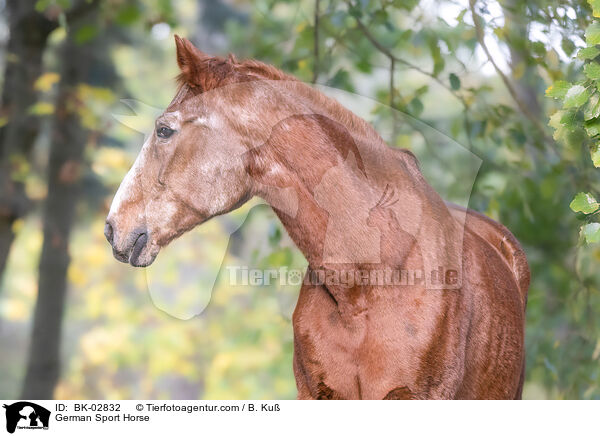 German Sport Horse / BK-02832