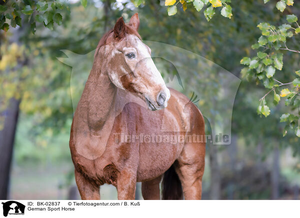 Deutsches Sportpferd / German Sport Horse / BK-02837