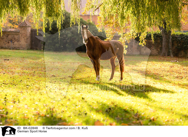 German Sport Horse / BK-02848