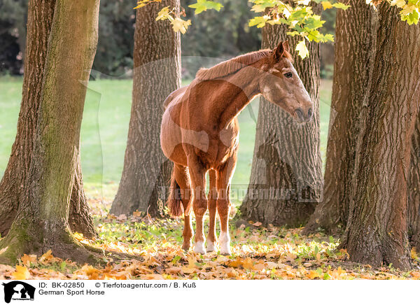Deutsches Sportpferd / German Sport Horse / BK-02850