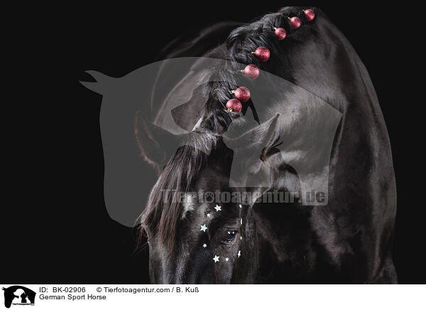 Deutsches Sportpferd / German Sport Horse / BK-02906