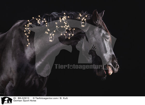 Deutsches Sportpferd / German Sport Horse / BK-02913