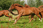 running horse