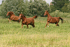 horses on meadow