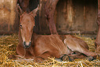 lying foal in straw