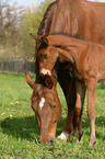 mare with foal