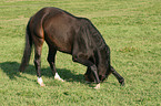 warmblood in bow