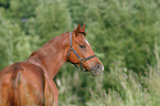 horse