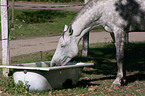 drinking horse