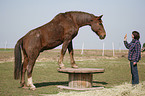 horse on pedestal