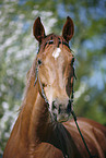 Horse Portrait