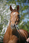 Horse Portrait