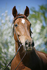 Horse Portrait