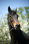 Horse Portrait