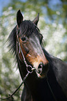 Horse Portrait