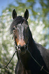 Horse Portrait