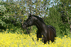 black horse