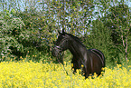 black horse