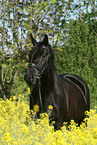black horse