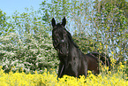 black horse