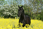 black horse