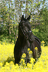 black horse